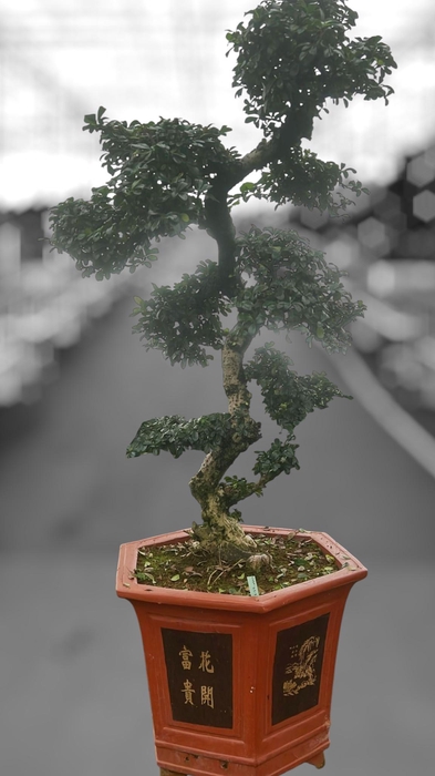 <h4>Carmona macrophylla, pot 43 cm., height 150 cm. (single item)</h4>