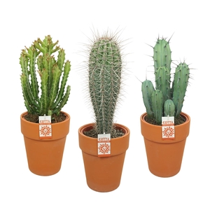 Cactus Gemengd Keramiek Terracotta