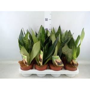 Sansevieria trifa.   ...