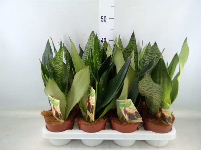 <h4>Sansevieria trifa.   ...</h4>