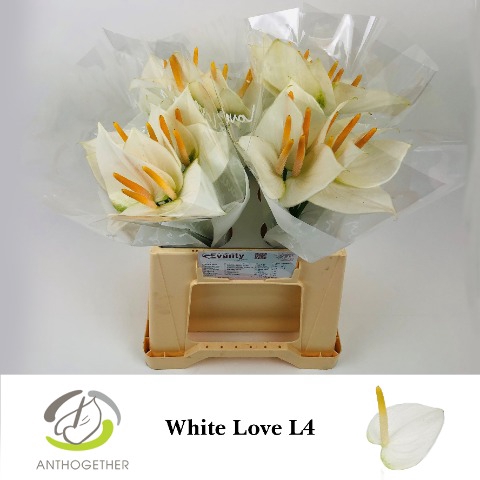 <h4>Anthurium White Love</h4>