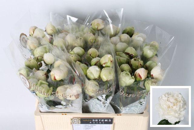 <h4>Paeonia Odile 50 cm</h4>