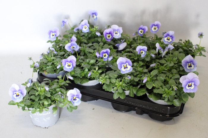 <h4>Viola cornuta F1 Marina</h4>
