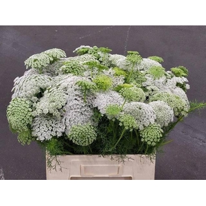 AMMI VISNAGA AMMI VISNAGA