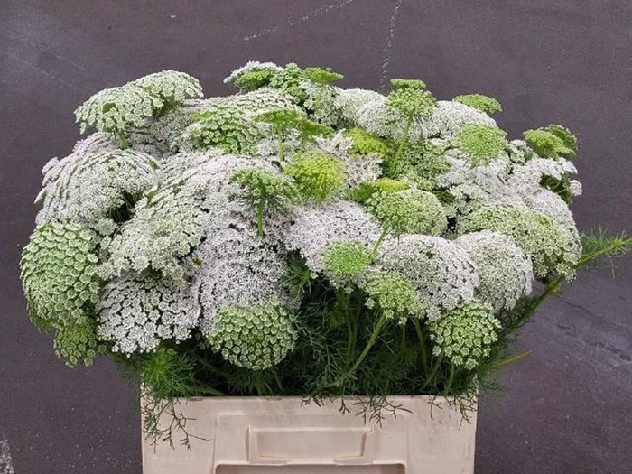 <h4>AMMI VISNAGA AMMI VISNAGA</h4>