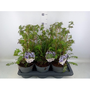 Polemonium reptans