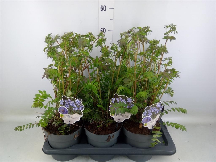 <h4>Polemonium reptans</h4>