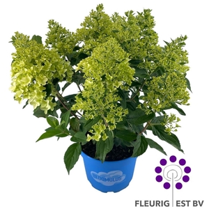 HYDR PA BLOOM CIRRUS