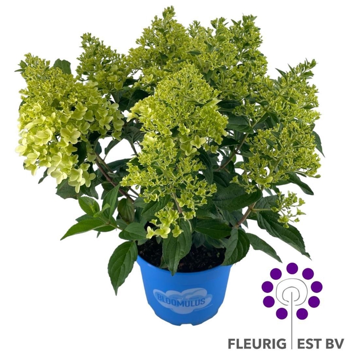 <h4>HYDR PA BLOOM STRATU</h4>