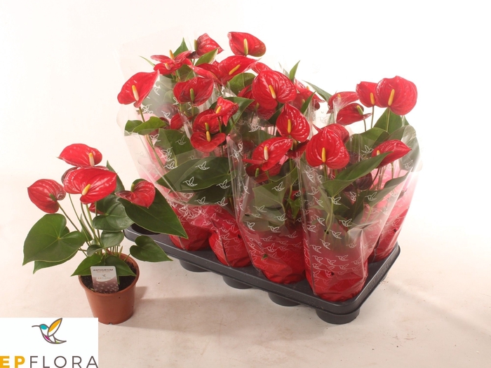 <h4>ANTHU A JAMBO RED</h4>