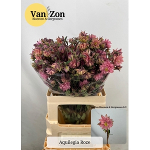 AQUIL PINK LADY