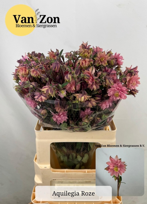 <h4>AQUIL PINK LADY</h4>