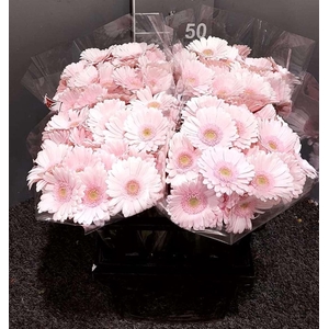 Ge Mi Bridal Kimsey Rosa