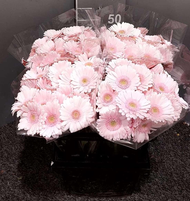 <h4>Ge Mi Bridal Kimsey Rosa</h4>