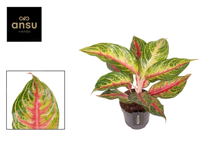 <h4>Aglaonema Eyecatcher Red</h4>