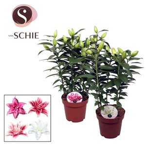 Lilium (Oriental Grp) overig