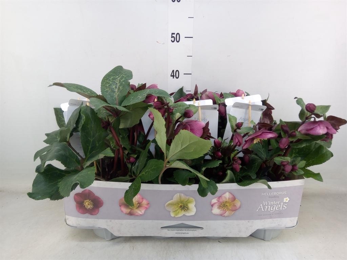 <h4>Helleborus  'Fkiss Charmer'</h4>