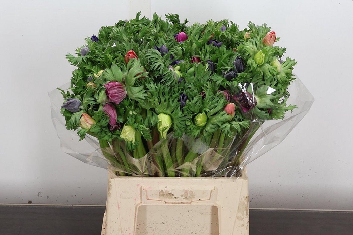 <h4>Anem It Mix</h4>