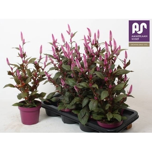 CELOSIA WILD PINK P14