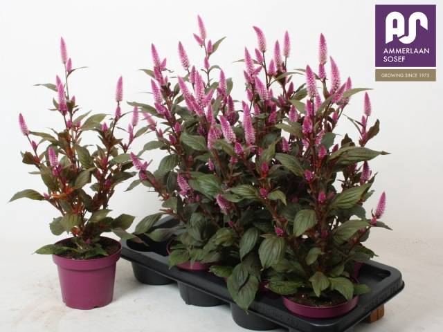 <h4>CELOSIA WILD PINK P14</h4>