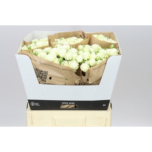 Rosa Tr White Bubbles