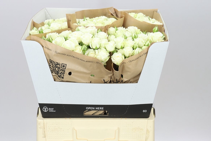 <h4>Rosa Tr White Bubbles</h4>