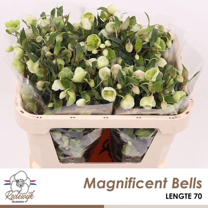 <h4>HELL  MAGNIFIC BELLS</h4>