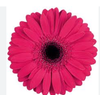 GERBERA INTENSE < 50 CM DIAM > 10 CM PINK