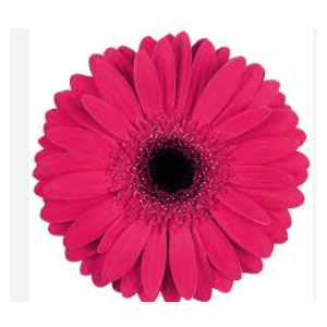 GERBERA INTENSE < 50 CM DIAM > 10 CM PINK