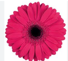 GERBERA INTENSE < 50 CM DIAM > 10 CM PINK