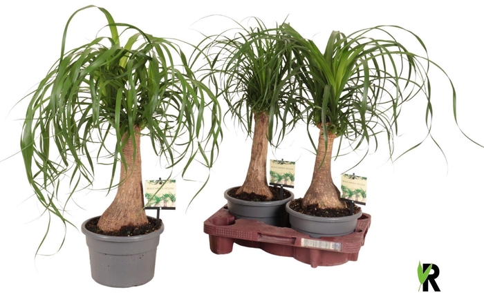 <h4>BEAUCARNEA RECUR</h4>