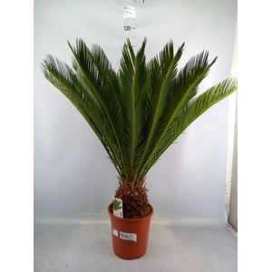 Cycas revoluta