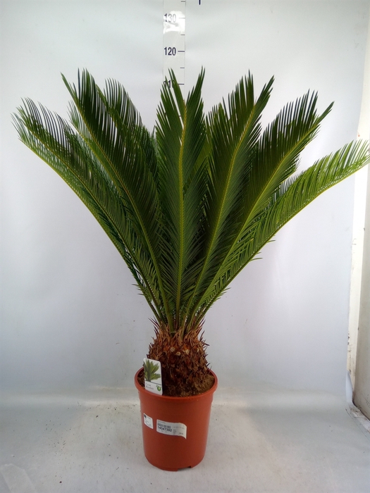 <h4>Cycas revoluta</h4>