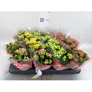 Kalanchoe blos.   ..rosebud mix  5