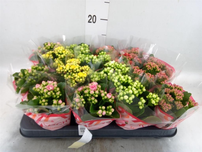 <h4>Kalanchoe blos.   ..rosebud mix  5</h4>