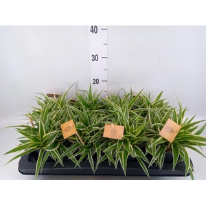 Chlorophytum com. 'Ocean'
