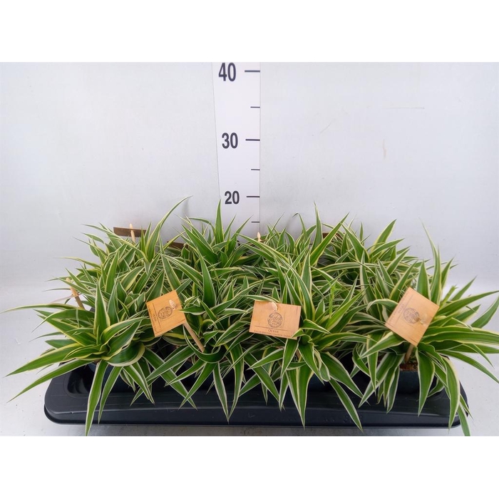 <h4>Chlorophytum com. 'Ocean'</h4>
