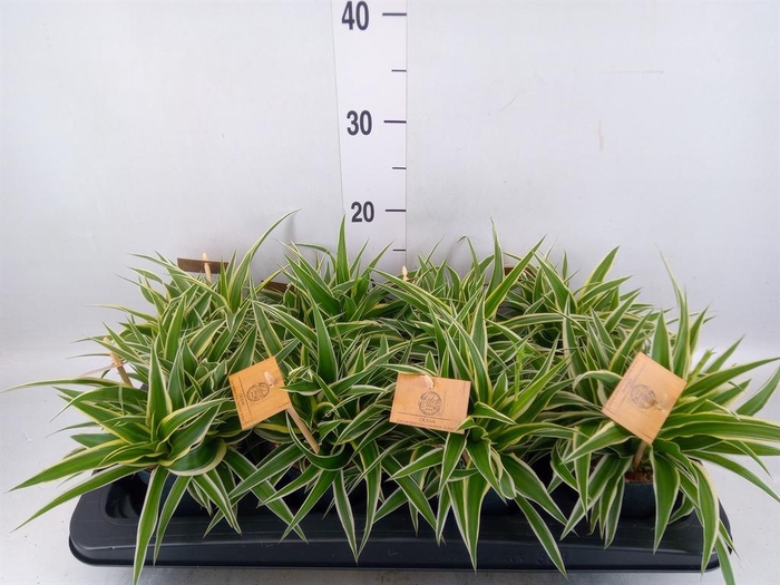 <h4>Chlorophytum com. 'Ocean'</h4>