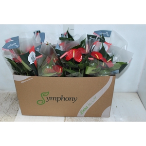 ANTHURIUM QUERIDA P15