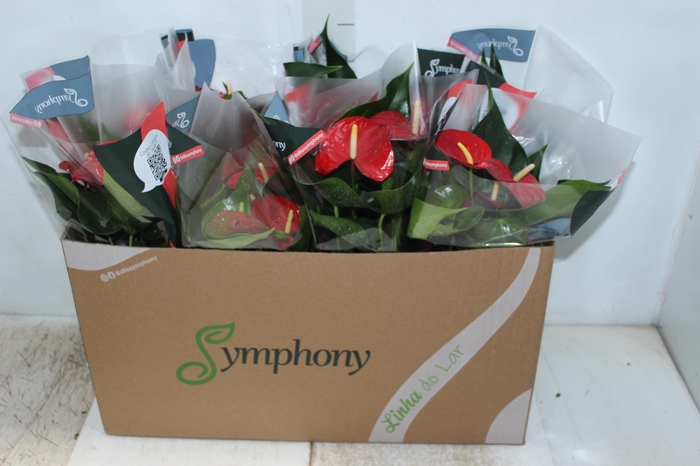 <h4>ANTHURIUM QUERIDA P15</h4>