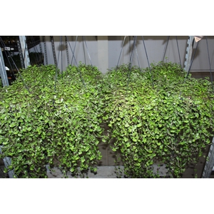 CALLISIA C21