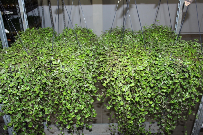 <h4>CALLISIA C21</h4>