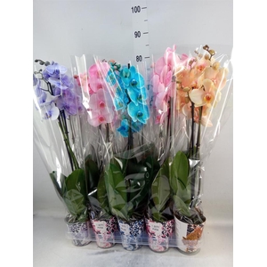 Phalaenopsis   ...