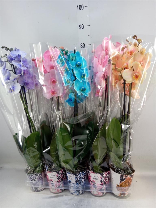 <h4>Phalaenopsis   ...</h4>