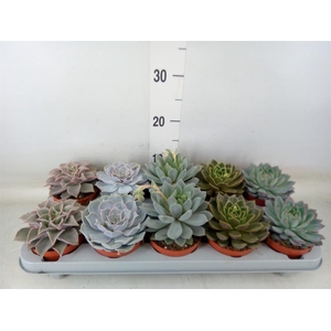 Echeveria   ...mix