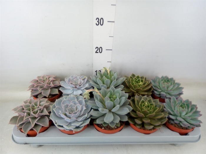 <h4>Echeveria   ...mix</h4>