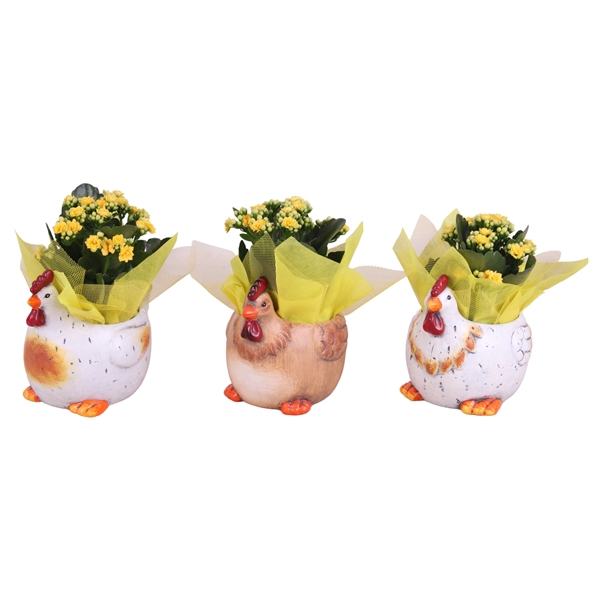 <h4>Easter Arr. Indoor Ceramic Natural Chicken Mix Ø17cm 1PP</h4>