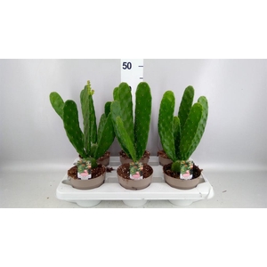 OPUNTIA COCHENILLIFERA