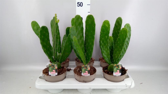 <h4>OPUNTIA COCHENILLIFERA</h4>