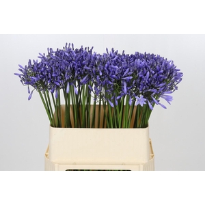 Agapanthus Dr Brouwer